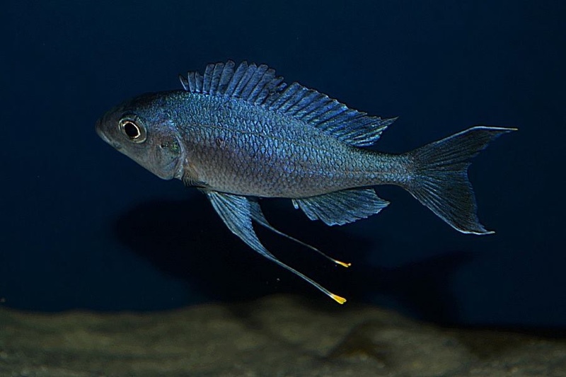 Ophthalmotilapia ventralis 'Kantalamba'